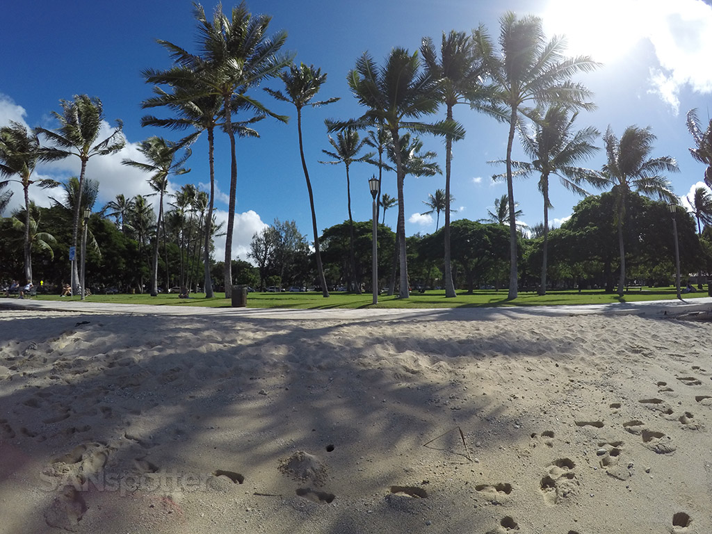 hawaii palm trees